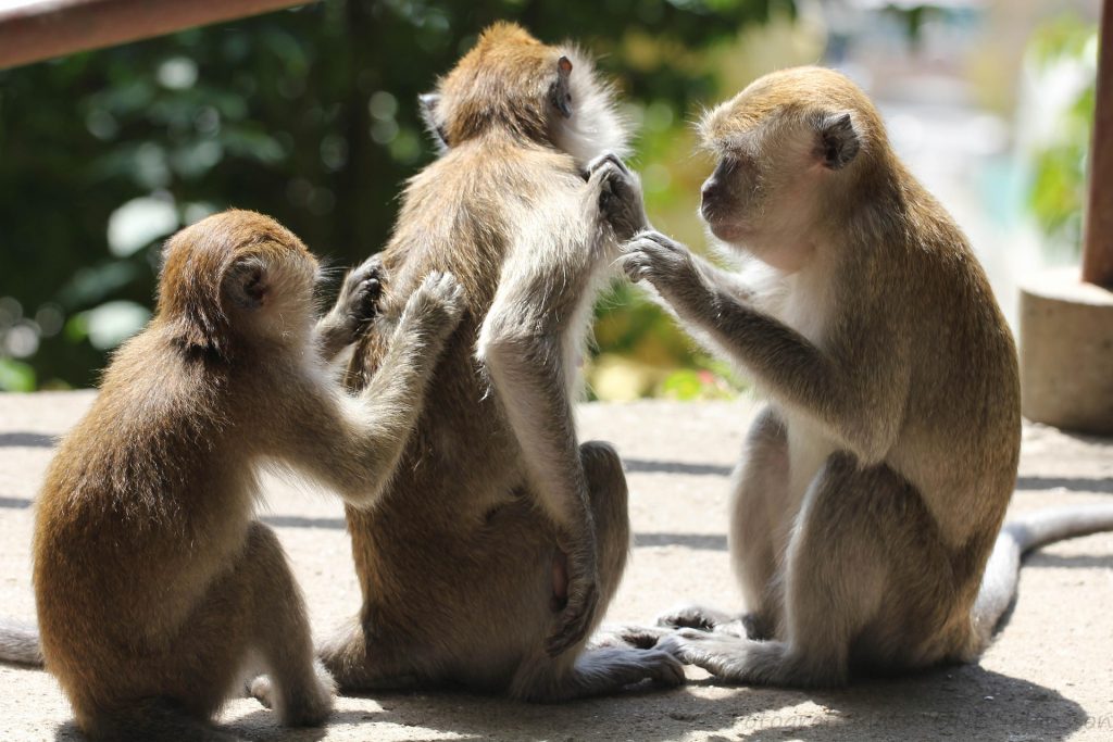 Three monkeys grooming each other on a sandy surface in a sunny outdoor setting.